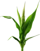 plant image